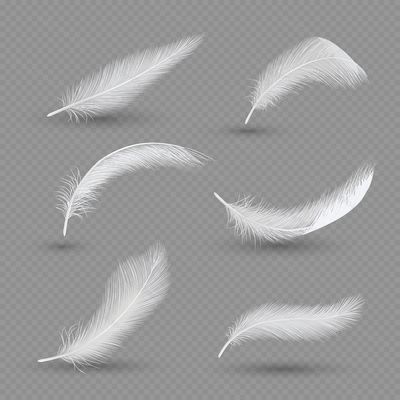 White birds feather icon set. Vector realistic illustration isolated on transparent background.