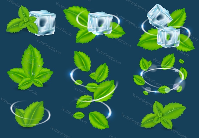 Vector fresh mint leaf set. Spearmint herbal plant swirl, peppermint leaves and ice cubes.