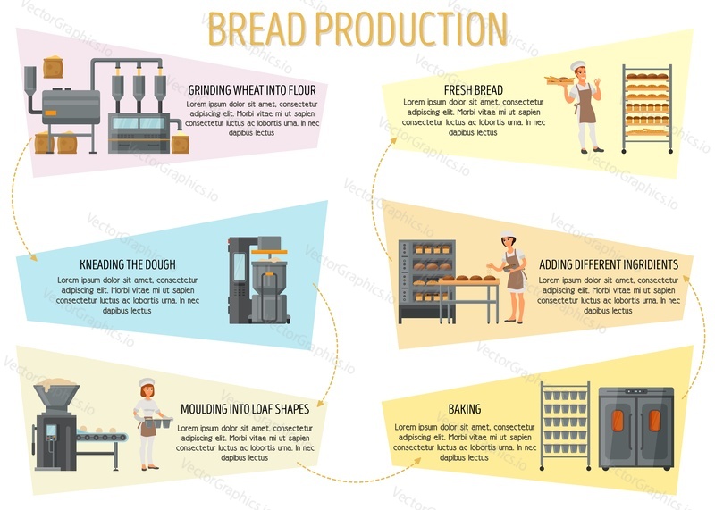 Bread production infographics. Vector flat style design illustration. Bread making process from flour grinding to baked fresh bread.