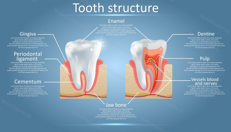 Human tooth structure vector diagram. Cross section scheme representing tooth layers enamel, dentine, pulp with blood vessels and nerves, cementum and structures around it. Dental anatomy concept.