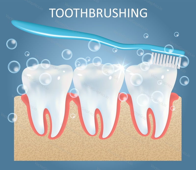 Векторная чистка зубов шаблон плаката по анатомии медицинского образования. Реалистичная зубная щетка, чистящая белые зубы. Уход за зубами и гигиена полости рта, концепция чистки зубов.