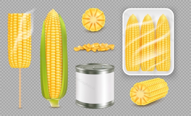 Realistic sweet corn set, vector illustration isolated on transparent background. Ripe corn cobs, grain and canned product package mockup.