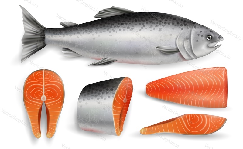 Salmon whole red fish, raw steaks and fillet, vector illustration isolated on white background. Realistic seafood product, sushi ingredient, healthy nutrition.