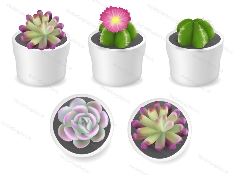 Realistic cactus and succulent plants in white pots, vector illustration isolated on white background. Beautiful cacti and succulent potted houseplants.