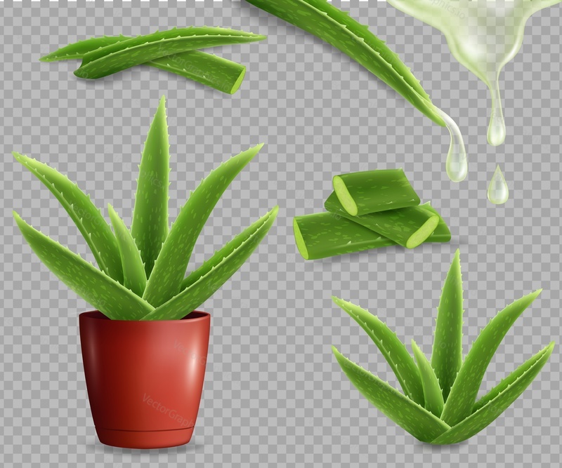 Realistic aloe vera medicinal plant set, vector illustration isolated on transparent background. Potted aloe vera succulent plant, its leaves, leaf cuttings and juice drops.