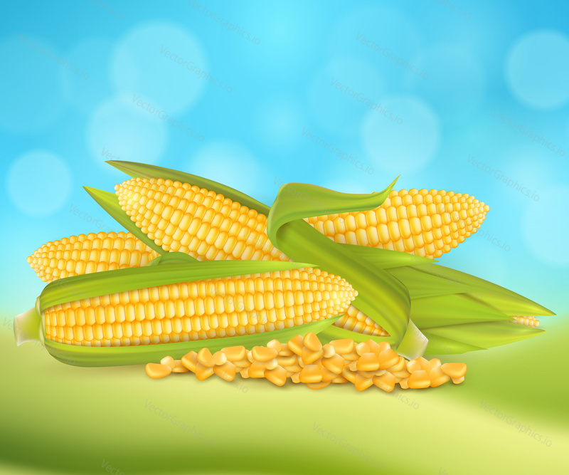 Ripe corn cobs and grains, vector realistic illustration. Sweet corn advertising poster design template with copy space.