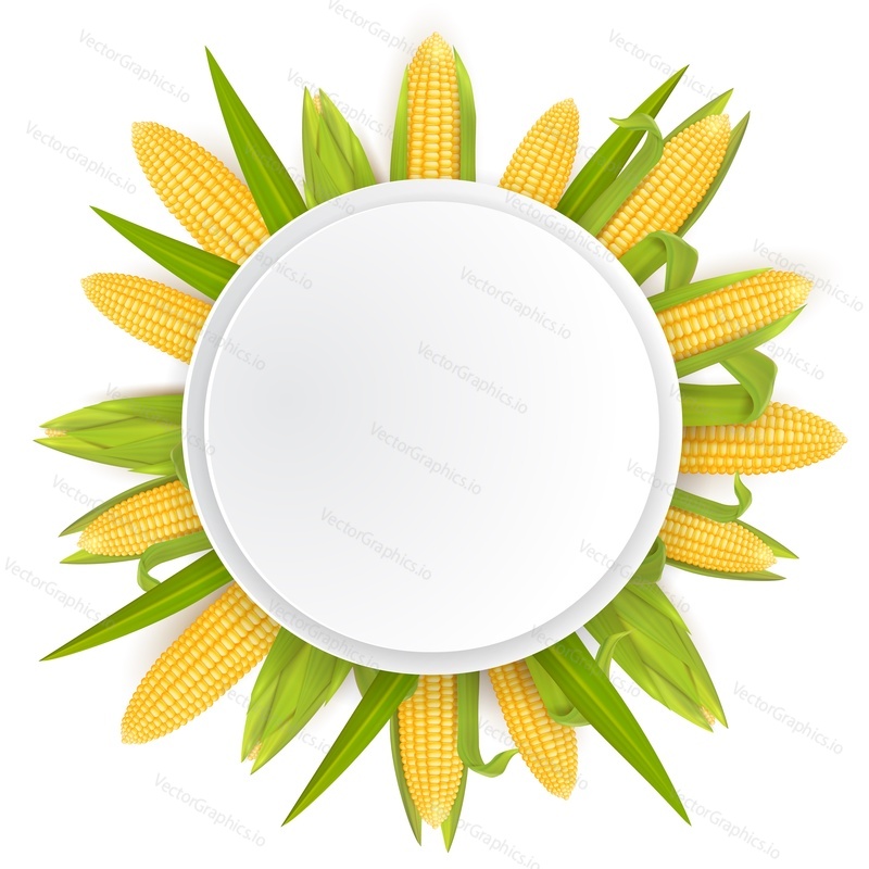 Corn frame template, vector realistic illustration. Circle label for packaging with yellow ripe corn cobs and copy space. Sweet maize organic product.