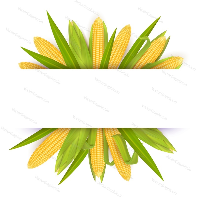 Corn frame template, vector realistic illustration. Label for packaging with yellow ripe corn cobs and copy space. Sweet maize card.