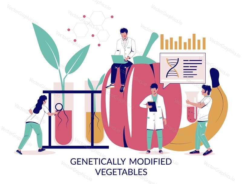 Genetically modified vegetables, vector flat illustration. Genetic engineering, genetic modification technology, gm crops concept for web banner, website page etc.