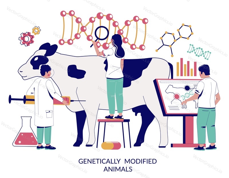 Genetically modified animals, vector flat illustration. Cow dna research, cattle dna testing, genetic modification, dairy cattle genetics concept for web banner, website page etc.