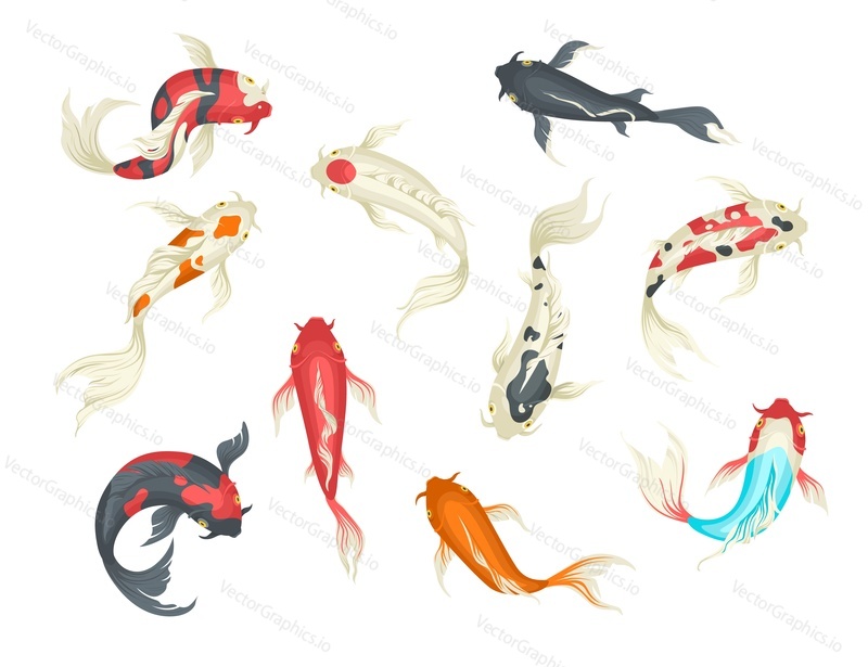 Koi fish set, flat vector illustration isolated on white background. Decorative fish japanese carp, top view. Symbol of luck, wealth.