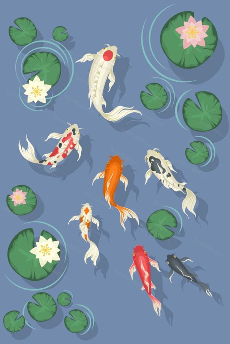 Koi fish swimming in pond with beautiful water lilies, flat vector illustration. Lake with decorative japanese carp fishes and lotus flowers, top view.