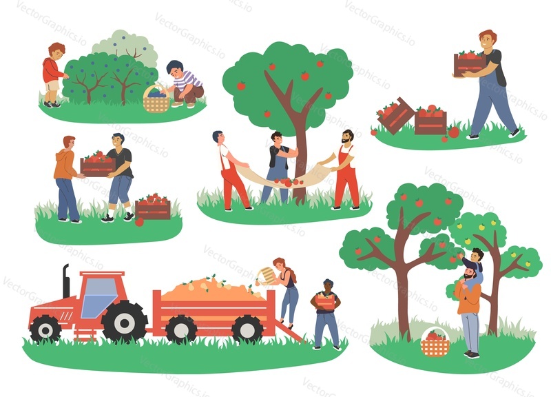 People picking fruits and berries, vector flat isolated illustration. Male and female characters gardeners farmers harvesting apples and pears in garden. Gardening, fruit picking concept.