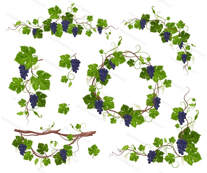 Вьющееся растение из виноградной лозы с фиолетовым набором винограда, плоская векторная иллюстрация, изолированная на белом фоне. Декоративная рамка для вьющегося растения виноградной лозы.