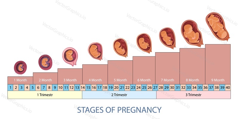 Stages of pregnancy and baby fetus development vector infographic. Pregnancy trimesters, weeks and months scheme.