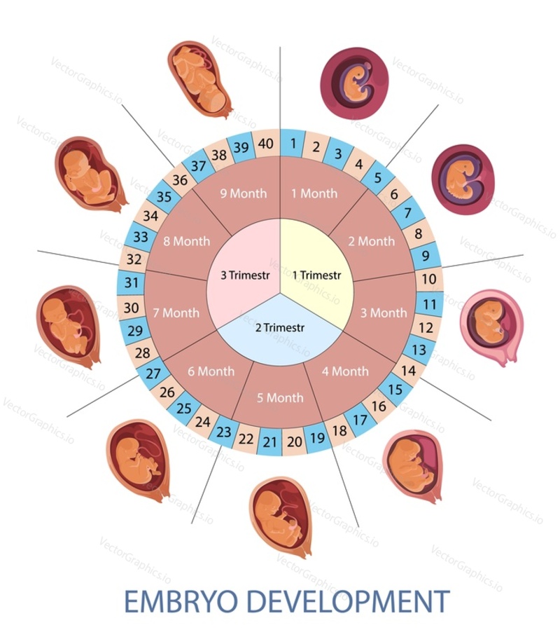 Stages of human embryo development vector infographic. Pregnancy weeks, months and trimesters chart. Embryo evolution scheme.