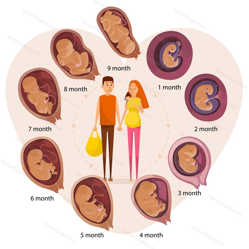 Happy expecting couple, human embryo evolution stages, flat vector illustration. Month-by-month pregnancy stages, embryonic and fetal development.