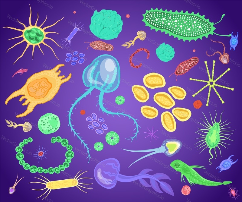Plankton, marine and freshwater microscopic organism set, flat vector isolated illustration. Phytoplankton and zooplankton under microscope, living creatures.