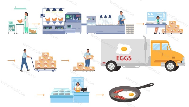 Poultry farming, egg production infographic, flat vector illustration. Chicken factory conveyor for eggs processing, quality control, packaging. Distribution, sale, consumption. Food industry.