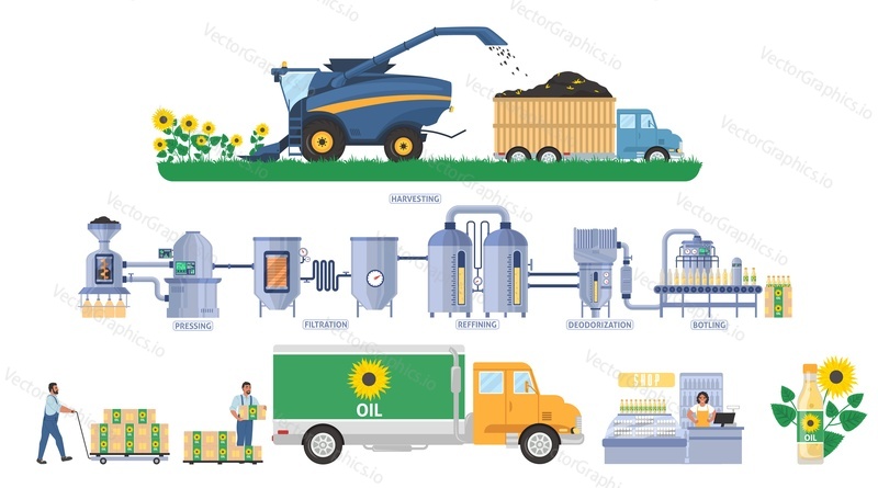 Sunflower oil production infographic, flat vector illustration. Seeds harvesting, transport. Vegetable oil processing plant, cooking oil production line. Distribution, sale, consumption. Food industry