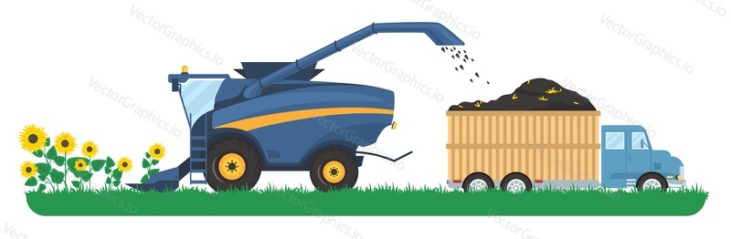 Combine harvester harvesting sunflowers in the field, flat vector illustration. The first step of sunflower oil production. Agriculture, farming.