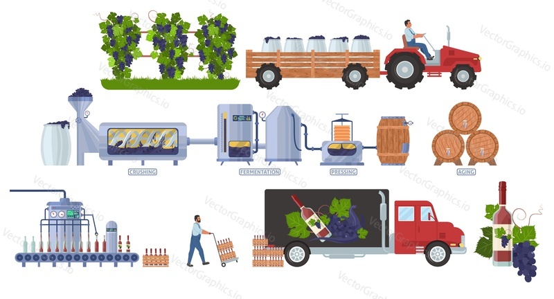Wine production process infographic, flat vector illustration. Wine making steps harvesting, crushing, fermentation, pressing, aging and bottling. Distribution, consumption.
