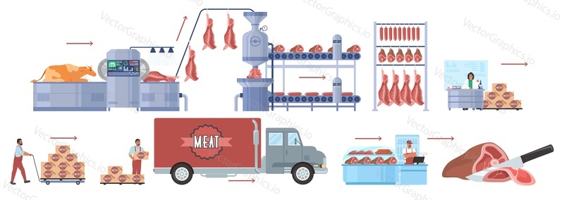 Разведение крупного рогатого скота, инфографика по производству говяжьего мяса, плоская векторная иллюстрация. Технологическая линия мясокомбината. Распределение, продажа, потребление. Пищевая промышленность.