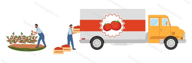 Люди собирают красные помидоры и загружают ящики в грузовик для транспортировки, плоская векторная иллюстрация. Сбор урожая помидоров, сельское хозяйство.