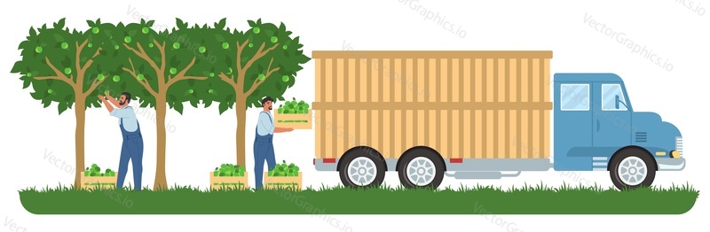 People picking apples in orchard and loading fruit crates into truck for transportation, flat vector illustration. Fruit harvesting, gardening, agriculture.