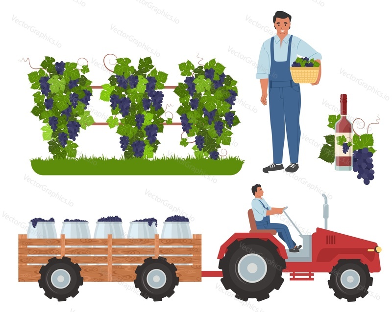 Сбор винограда для вина, первый шаг в процессе виноделия, плоская векторная иллюстрация. Виноградник, фермер или садовник с корзиной, трактор, перевозящий виноград на винодельню.