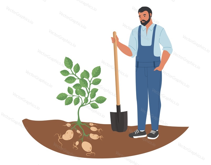 Фермер или садовник собирает картофель лопатой, плоская векторная иллюстрация. Сельское хозяйство, фермерство.