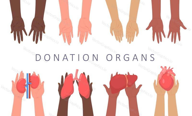 Donor illustration. Organ surgery transplant vector. Donation and transplantation concept. Human hands with lungs, kidney, liver and heart. Medicine and healthcare poster, banner