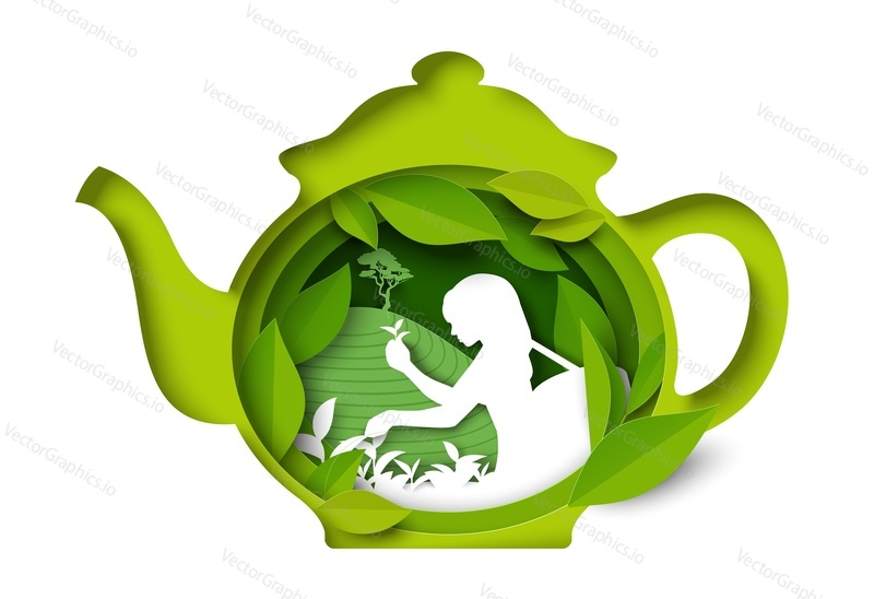 Vector tea pot icon with woman silhouette harvesting herbs, gathering green plant leaves on plantation. Advertising logo, abstract label design isolated on white background