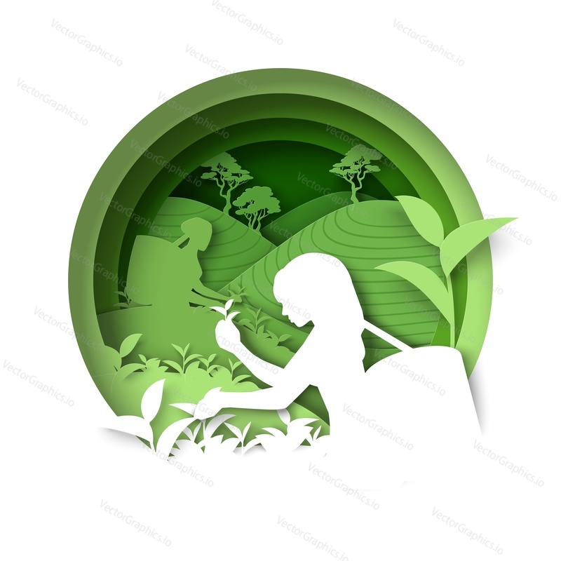 Natural tea production vector. Woman character and plant field, green farm plantation scenery paper cut 3d illustration. Agricultural harvest