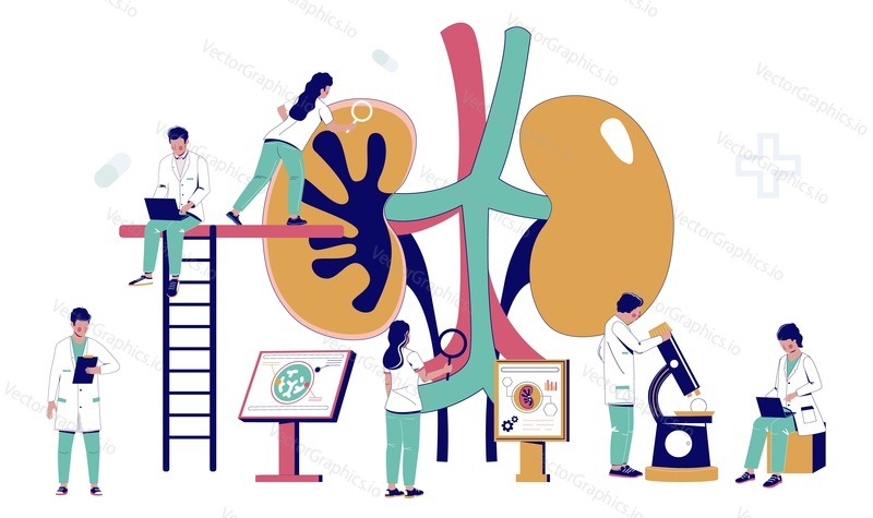 Kidney treatment concept. Urology vector. Doctor nephrologist team work on cancer or stone diagnose. Lab analysis, examination and surgery