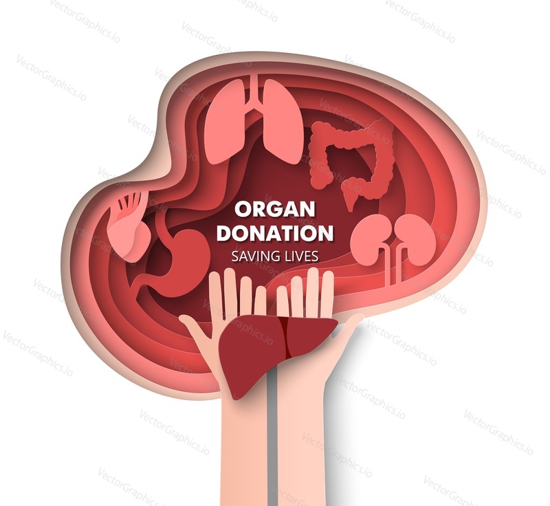 Донорство органов и спасение жизни в 3d-векторе. Концепция трансплантации сердца, почек, легких, желудка, печени и кишечника. Медицинский плакат или баннер в стиле поделочного искусства, вырезанный из бумаги