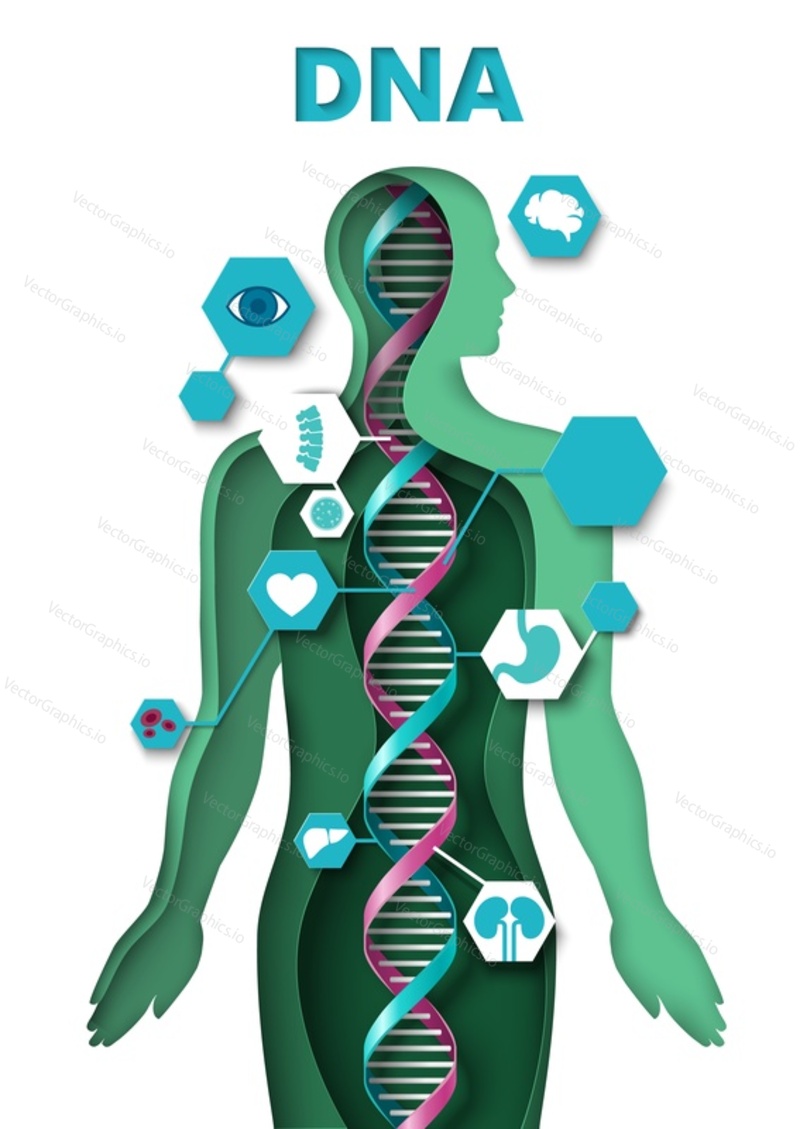 Human body and dna molecule structure paper cut vector illustration. Medical background with person, internal organ and gene spiral cell. Biotechnology infographic