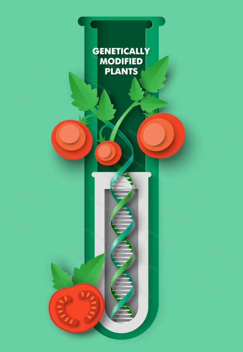 Генетически модифицированное растение томат 3d векторный плакат. росток, растущий в колбе-пробирке, иллюстрация в стиле вырезки из бумаги. Изучение новых методов селекции овощей. Концепция сельскохозяйственной генетики