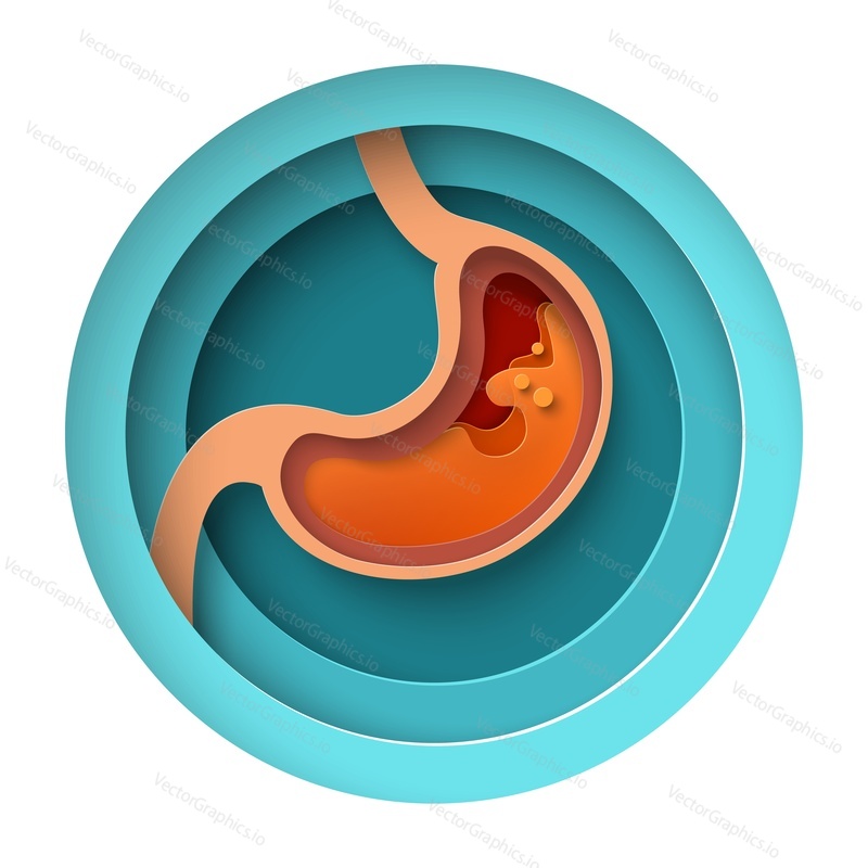 Stomach paper cut vector. Digestive internal organ layered design. Abdomen disease or stomachache medical craft poster. Healthcare, pharmacy and medicine concept