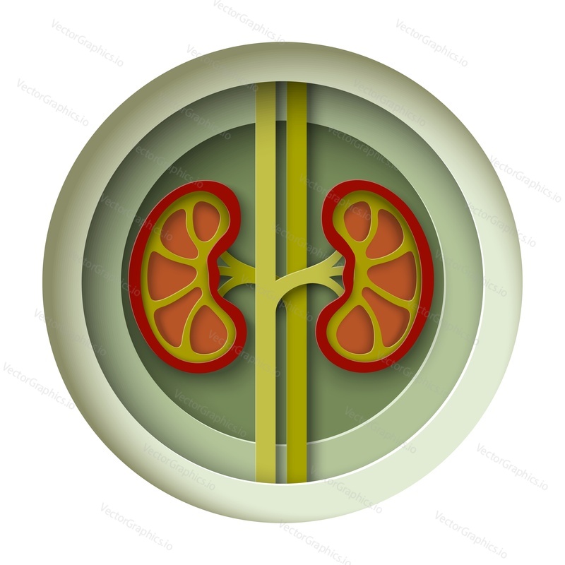 Human kidney paper cut vector. Nephrology day medical craft poster. Renal disease awareness illustration. Medicine and healthcare concept