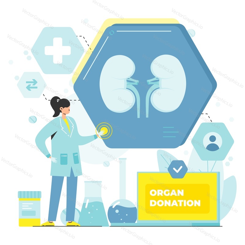Векторный плакат о донорстве органов, лечении и хирургии. Иллюстрация женщины-врача, готовящей здоровую почку к трансплантации. Концепция здравоохранения