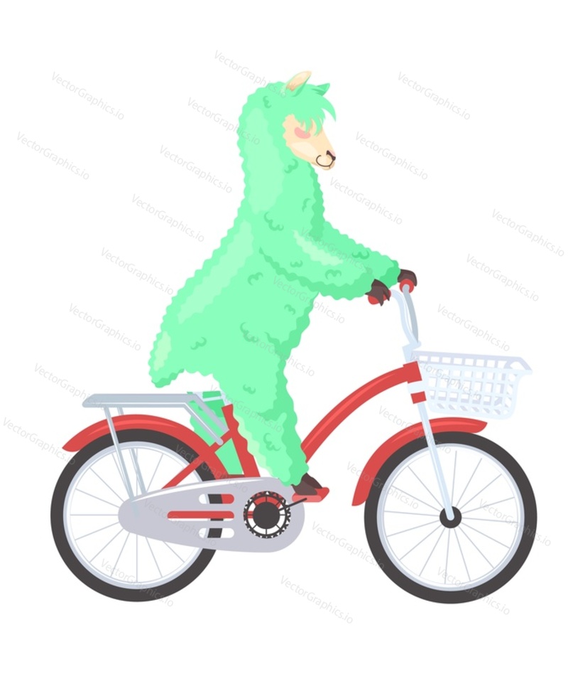 Funny lama alpaca riding bicycle flat vector icon. Cartoon llama animal leisure activity isolated illustration on white background. Cute character doing sport