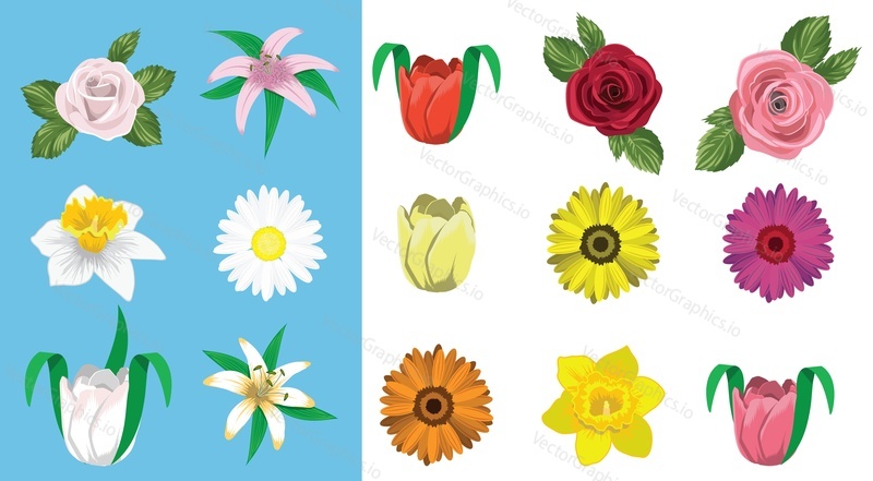 Different kind of flower vector illustration. Isolated floral bud blossom set. Spring and summer botanical garden plant part for design and decoration