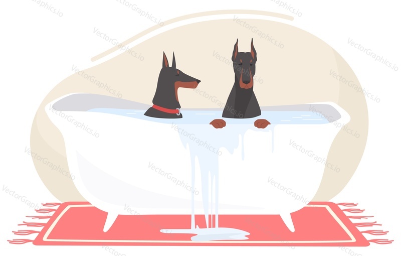 Two cute purebred dog doberman taking bath cartoon vector illustration. Funny puppies sitting in foamy home bathtub scene