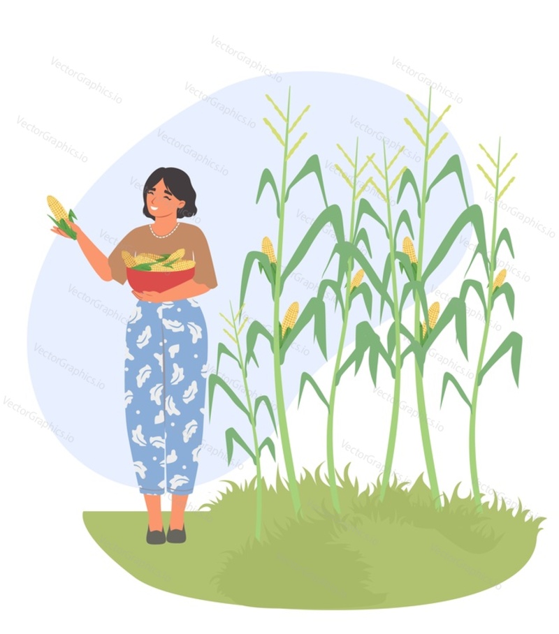 Молодая женщина-фермер, сельскохозяйственный работник, женский персонаж, собирающий урожай кукурузы в миске, изолированной на белом фоне. Векторная иллюстрация фермерской жизни и сбора урожая