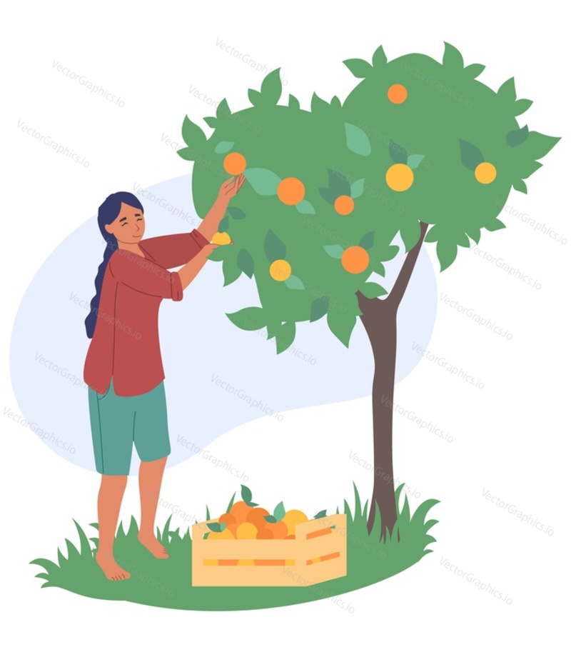 Young woman farmer gathering ripe fruits picking peach from tree in summer garden vector illustration. Harvesting crop and gardening concept