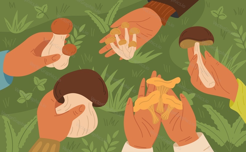 Собирающий грибы мультяшный фон. Человеческая рука, держащая съедобный гриб, вид сверху на зеленую лесную траву векторная иллюстрация