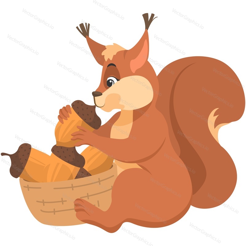 Red squirrel with basket full of acorn vector. Comic cute wild forest fur animal with funny fluffy tail illustration isolated on white background