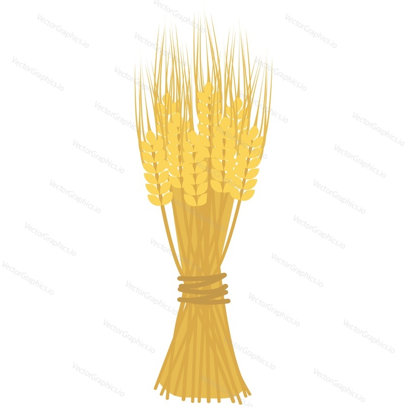 Вектор пучка злаков. Спелый сноп колоска пшеницы, стебля ячменя или ржаного колоса, выделенный на белом фоне. Иллюстрация урожая хлеба или сенокоса