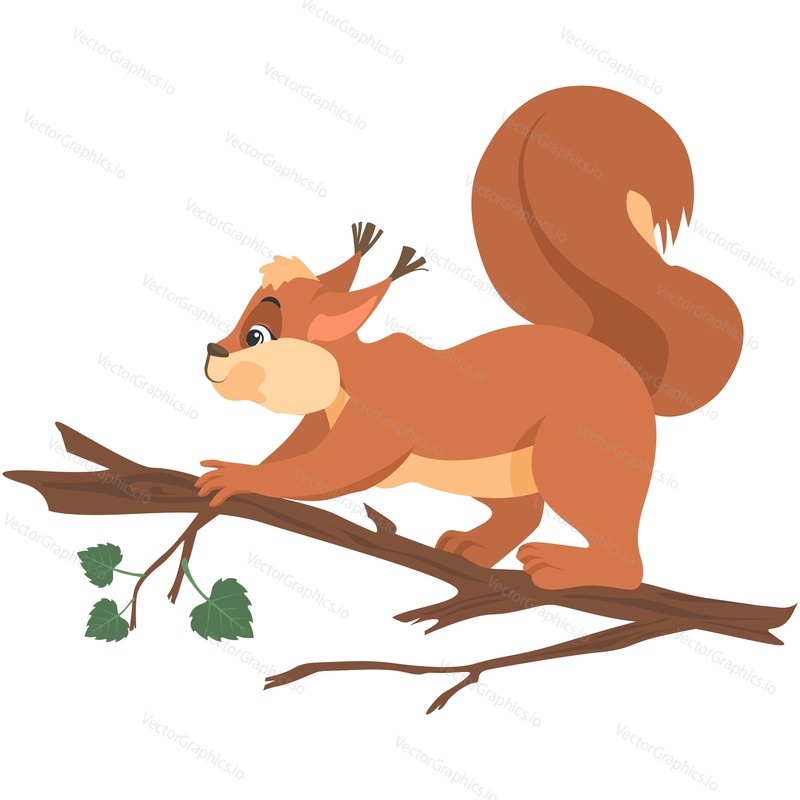 Squirrel character on branch vector. Wild red tail forest furry animal isolated on white background. Rodent wildlife illustration
